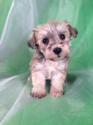 Female Schnoodle Puppy for sale #8 Born September 1st 2013|Easy pick up for buyers and schnoodle Breeders in Washington DC. $150 shipping into most large airports!